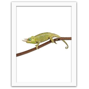 Obraz FEEBY Kameleon, 60x90 cm - Feeby