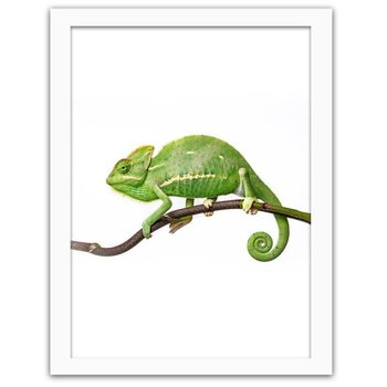 Obraz FEEBY Kameleon jemeński, 60x80 cm - Feeby