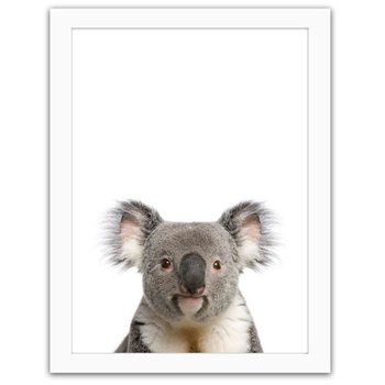 Obraz FEEBY Koala, 50x70 cm - Feeby