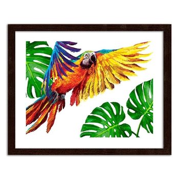Obraz FEEBY Kolorowe papugi, 50x40 cm - Feeby