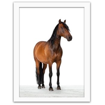 Obraz FEEBY Koń, 40x60 cm - Feeby