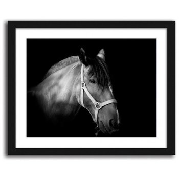 Obraz FEEBY Koń na czarnym tle, 50x40 cm - Feeby