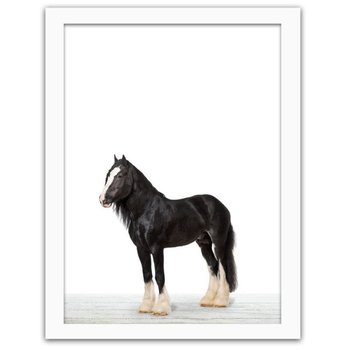 Obraz FEEBY Koń shire, 70x100 cm - Feeby