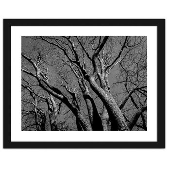 Obraz FEEBY Korona drzewa 2, 70x50 cm - Feeby