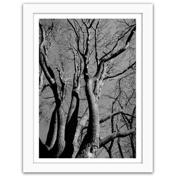 Obraz FEEBY Korona drzewa w czerni i bieli, 60x80 cm - Feeby