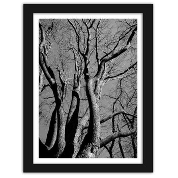 Obraz FEEBY Korona drzewa w czerni i bieli, 60x90 cm - Feeby
