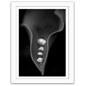 Obraz FEEBY Krople wody na liściu, 40x50 cm - Feeby