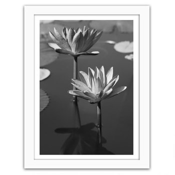 Obraz FEEBY Lilie w stawie, 60x90 cm - Feeby