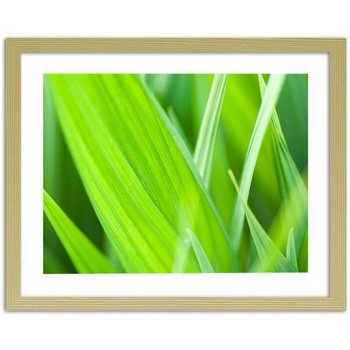 Obraz FEEBY Liście trawy, 50x40 cm - Feeby