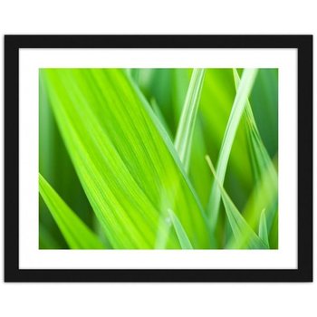 Obraz FEEBY Liście trawy, 70x50 cm - Feeby