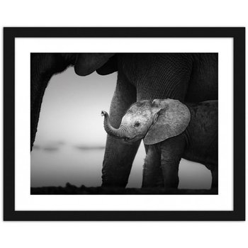Obraz FEEBY Mały słoń 2, 50x40 cm - Feeby