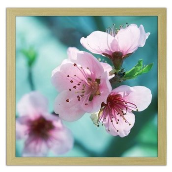 Obraz FEEBY Migdałowe różowe kwiaty, 80x80 cm - Feeby