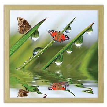 Obraz FEEBY Motyle na zroszonej trawie, 80x80 cm - Feeby