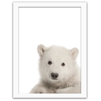 Obraz FEEBY Niedźwiedź polarny, 40x60 cm - Feeby
