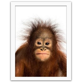 Obraz FEEBY Orangutan, 80x120 cm - Feeby