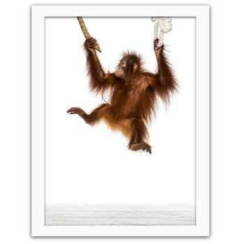 Obraz FEEBY Orangutan na linach, 60x80 cm - Feeby