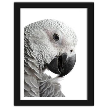 Obraz FEEBY Papuga żako, 80x120 cm - Feeby