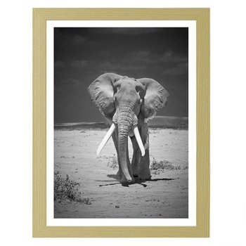 Obraz FEEBY Samotnie wędrujący słoń, 60x80 cm - Feeby
