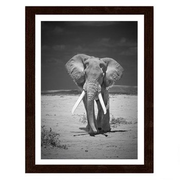 Obraz FEEBY Samotnie wędrujący słoń, 80x120 cm - Feeby