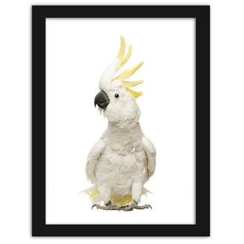 Obraz FEEBY Siarka-crested kakadu, 21x29,7 cm - Feeby
