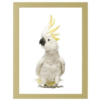 Obraz FEEBY Siarka-crested kakadu, 80x120 cm - Feeby