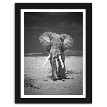 Obraz FEEBY Słoń na pustyni, 80x120 cm - Feeby