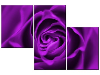 Obraz Fioletowa róża, 3 elementy, 90x60 cm - Oobrazy