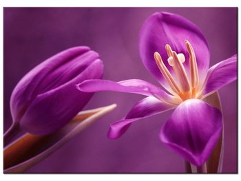 Obraz Fioletowe kwiaty, 70x50 cm - Oobrazy
