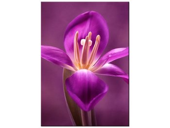 Obraz Fioletowe tulipany, 50x70 cm - Oobrazy
