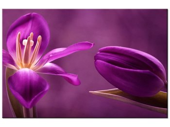 Obraz Fioletowe tulipany, 60x40 cm - Oobrazy