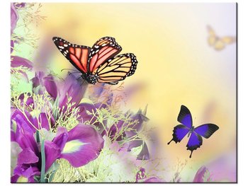 Obraz Full color butterfly, 50x40 cm - Oobrazy