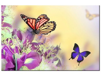 Obraz Full color butterfly, 60x40 cm - Oobrazy