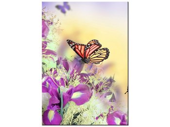 Obraz Full color butterfly, 70x100 cm - Oobrazy