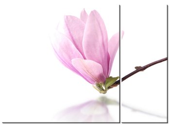 Obraz Gałązka magnolii, 2 elementy, 70x50 cm - Oobrazy