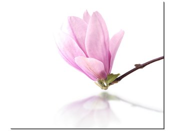 Obraz Gałązka magnolii, 60x50 cm - Oobrazy