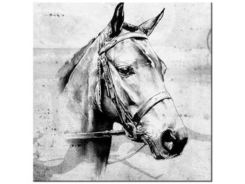 Obraz, Głowa konia, 30x30 cm - Oobrazy
