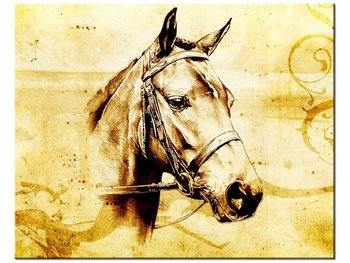 Obraz Głowa konia, 50x40 cm - Oobrazy