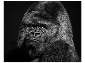 Obraz Gorilla Face - Feans, 50x40 cm - Oobrazy