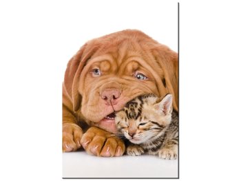 Obraz, Jak pies z kotem, 80x120 cm - Oobrazy