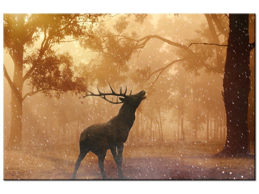https://ecsmedia.pl/c/obraz-jelen-na-rykowisku-30x20-cm-b-iext79379620.jpg