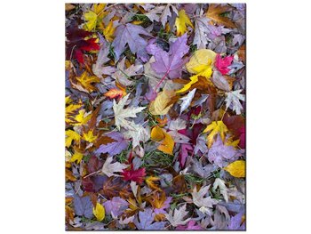 Obraz Jesienne kolory - Feans, 40x50 cm - Oobrazy
