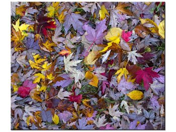Obraz Jesienne kolory - Feans, 60x50 cm - Oobrazy