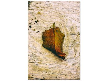 Obraz Jesienny liść-Jenny Downing, 60x90 cm - Oobrazy