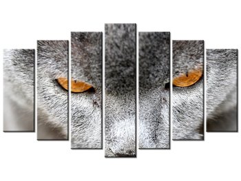 Obraz Kocur - Jenny Downing, 7 elementów, 140x80 cm - Oobrazy