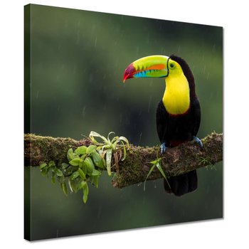 Obraz Kolorowy tukan na gałęzi, 30x30cm - ZeSmakiem