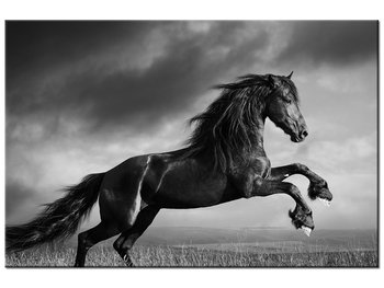 Obraz Koń, 30x20 cm - Oobrazy