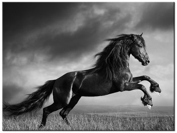 Obraz Koń, 40x30 cm - Oobrazy