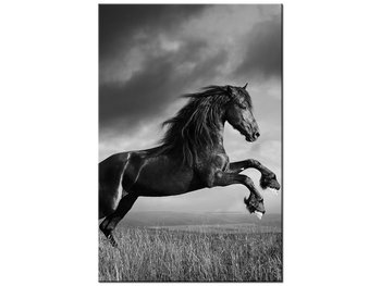 Obraz Koń, 80x120 cm - Oobrazy