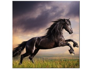 Obraz Koń staje dęba, 40x40 cm - Oobrazy