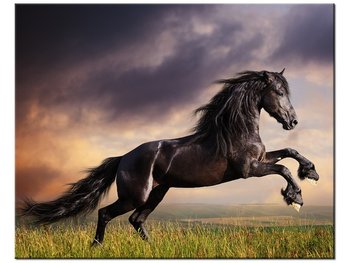 Obraz, Koń staje dęba, 50x40 cm - Oobrazy